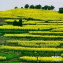 陈村油菜花 - 汉中市旅游 缩略图 1