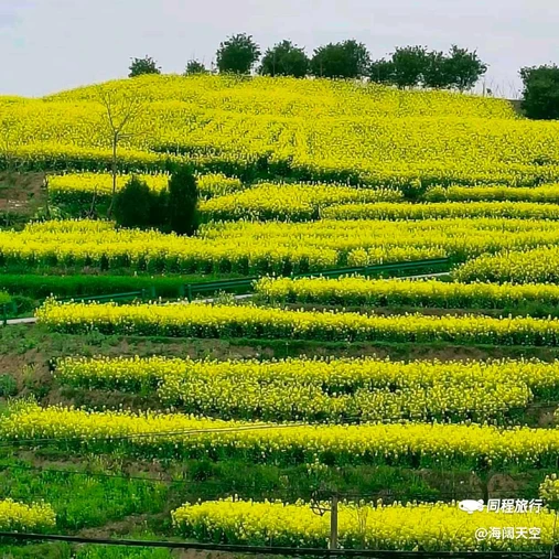 陈村油菜花 - 汉中市旅游