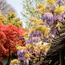狮子林景区 - 苏州市旅游 缩略图 2