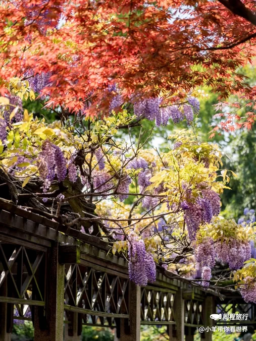狮子林景区 - 苏州市旅游