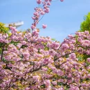 苏州公园 - 苏州市旅游 缩略图 3