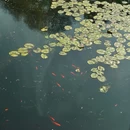艺圃 - 苏州市旅游 缩略图 3