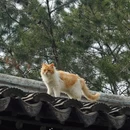 艺圃 - 苏州市旅游 缩略图 5