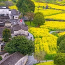 西递古村落售票处 - 黄山市旅游 缩略图 6