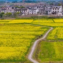 西递古村落售票处 - 黄山市旅游 缩略图 8