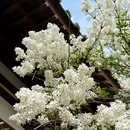 青龙寺 - 西安市旅游 缩略图 6