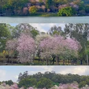 麓湖公园 - 广州市旅游 缩略图 6