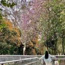 麓湖公园 - 广州市旅游 缩略图 9