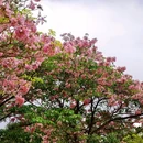 直涌尾公园 - 佛山市旅游 缩略图 5