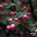 西安植物园-牡丹芍药园 - 西安市旅游 缩略图 2