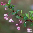 西安植物园-牡丹芍药园 - 西安市旅游 缩略图 4