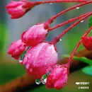 西安植物园-牡丹芍药园 - 西安市旅游 缩略图 1