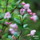 西安植物园-牡丹芍药园 - 西安市旅游 缩略图 6