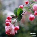 西安植物园-牡丹芍药园 - 西安市旅游 缩略图 9