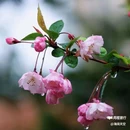 西安植物园-牡丹芍药园 - 西安市旅游 缩略图 7