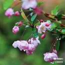 西安植物园-牡丹芍药园 - 西安市旅游 缩略图 8