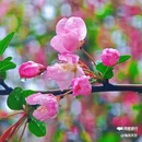西安植物园-牡丹芍药园 - 西安市旅游 缩略图 3