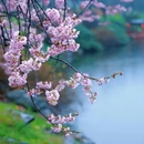 东湖樱花园 - 武汉市旅游 缩略图 4