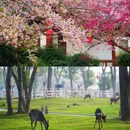 东湖樱花园 - 武汉市旅游 缩略图 5