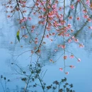 东湖樱花园 - 武汉市旅游 缩略图 1