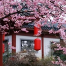 东湖樱花园 - 武汉市旅游 缩略图 6