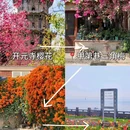 开元寺景区 - 泉州市旅游 缩略图 3