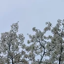 朱樱塔 - 洛阳市旅游 缩略图 6