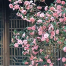 惠山古镇 - 无锡市旅游 缩略图 8