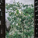 惠山古镇 - 无锡市旅游 缩略图 3