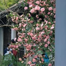 惠山古镇 - 无锡市旅游 缩略图 5