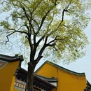 宝通禅寺 - 武汉市旅游 缩略图 4