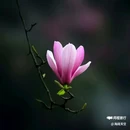 西安植物园-牡丹芍药园 - 西安市旅游 缩略图 2