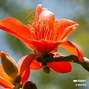 西安植物园-牡丹芍药园 - 西安市旅游 缩略图 5