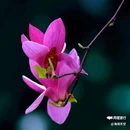 西安植物园-牡丹芍药园 - 西安市旅游 缩略图 3