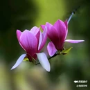 西安植物园-牡丹芍药园 - 西安市旅游 缩略图 1