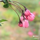 西安植物园-牡丹芍药园 - 西安市旅游 缩略图 8