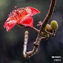 西安植物园-牡丹芍药园 - 西安市旅游 缩略图 6