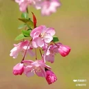 西安植物园-牡丹芍药园 - 西安市旅游 缩略图 7