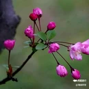 西安植物园-牡丹芍药园 - 西安市旅游 缩略图 5