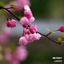 西安植物园-牡丹芍药园 - 西安市旅游 缩略图 3