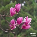西安植物园-牡丹芍药园 - 西安市旅游 缩略图 1