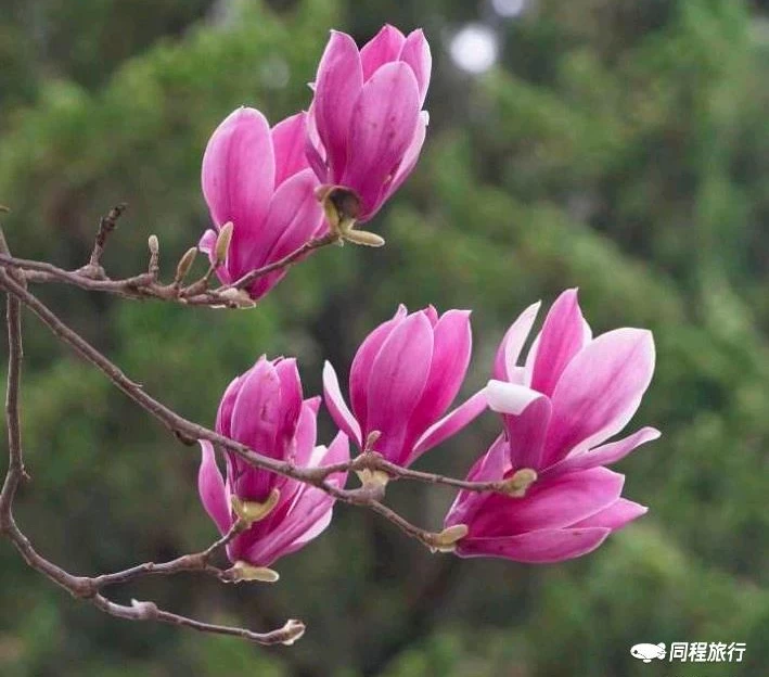 西安植物园-牡丹芍药园 - 西安市旅游 1