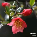 西安植物园-牡丹芍药园 - 西安市旅游 缩略图 9