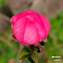 西安植物园-牡丹芍药园 - 西安市旅游 缩略图 8