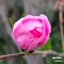 西安植物园-牡丹芍药园 - 西安市旅游 缩略图 2