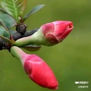 西安植物园-牡丹芍药园 - 西安市旅游 缩略图 6