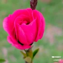西安植物园-牡丹芍药园 - 西安市旅游 缩略图 4