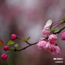 西安植物园-牡丹芍药园 - 西安市旅游 缩略图 7