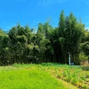 道明·竹艺村 - 成都市旅游 缩略图 8