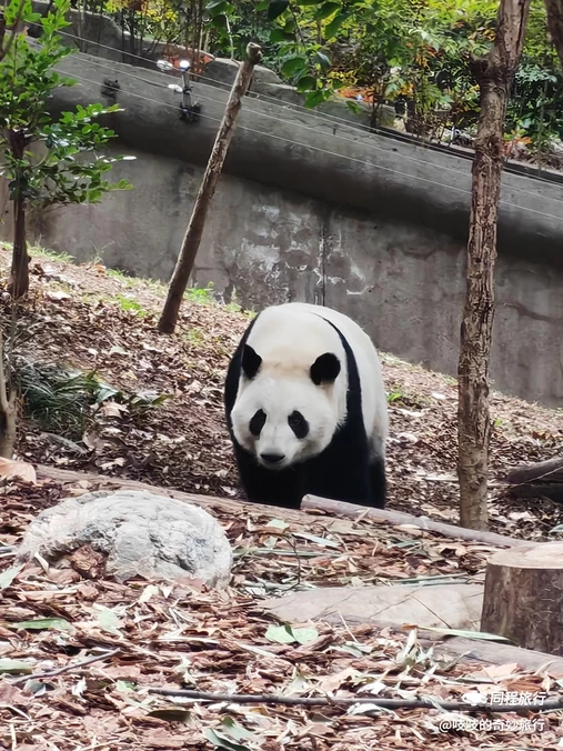 成都大熊猫繁育研究基地 - 成都旅游